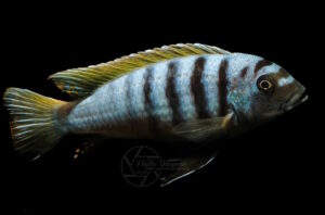 Cynotilapia Zebroides 'Jalo Reef'